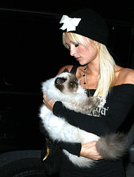 Paris Hilton by Celeb Matrix